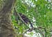 HowlerMonkey