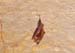bat
