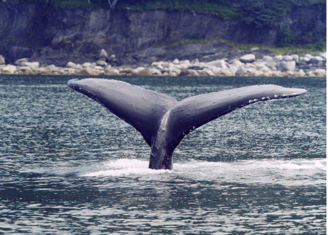 Sounding humpback