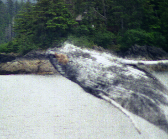 breeching humpback